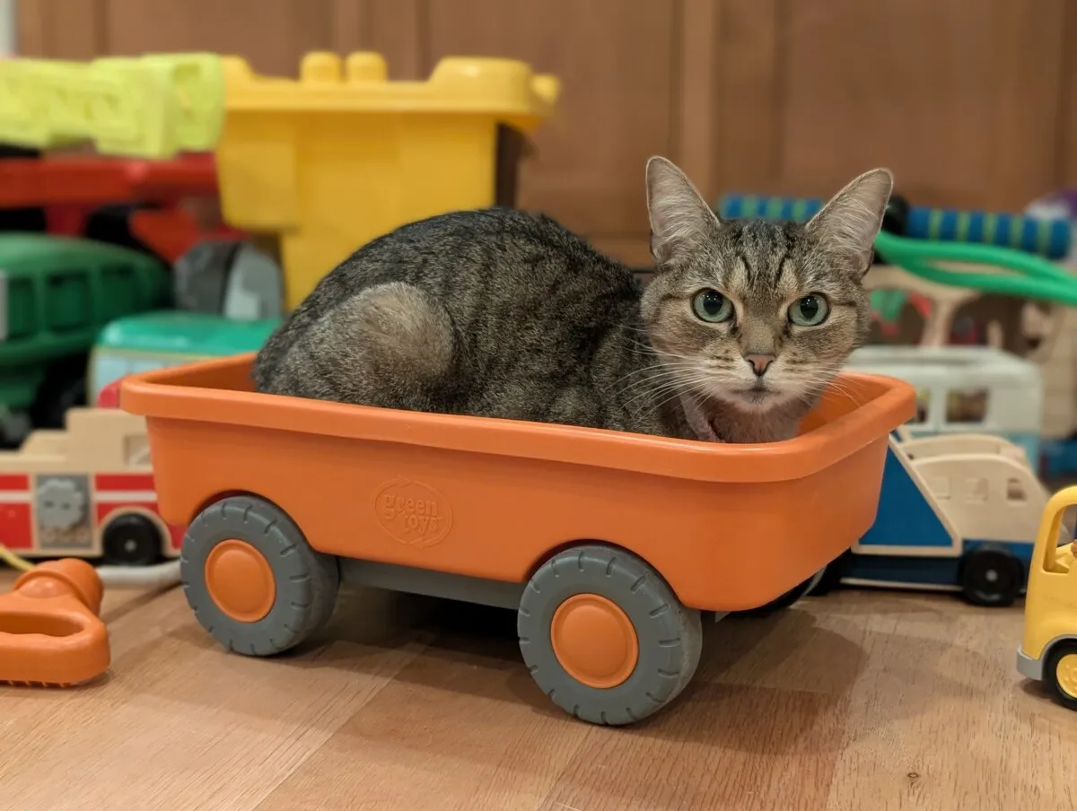 A tabby cat sitting inside an orange toy wagon